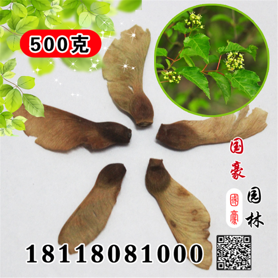 茶条槭种子 复叶槭 血皮槭种子 红翅槭种子 槭树种子批发