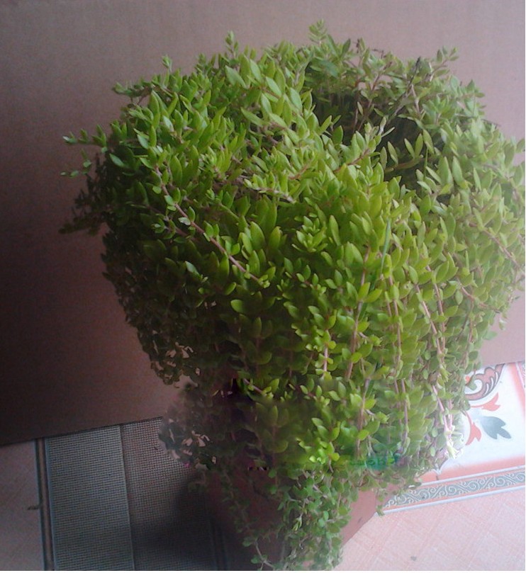 盆栽垂吊绿植 生长速度快 垂盆吊兰 垂盆草 见土就活 懒人植物