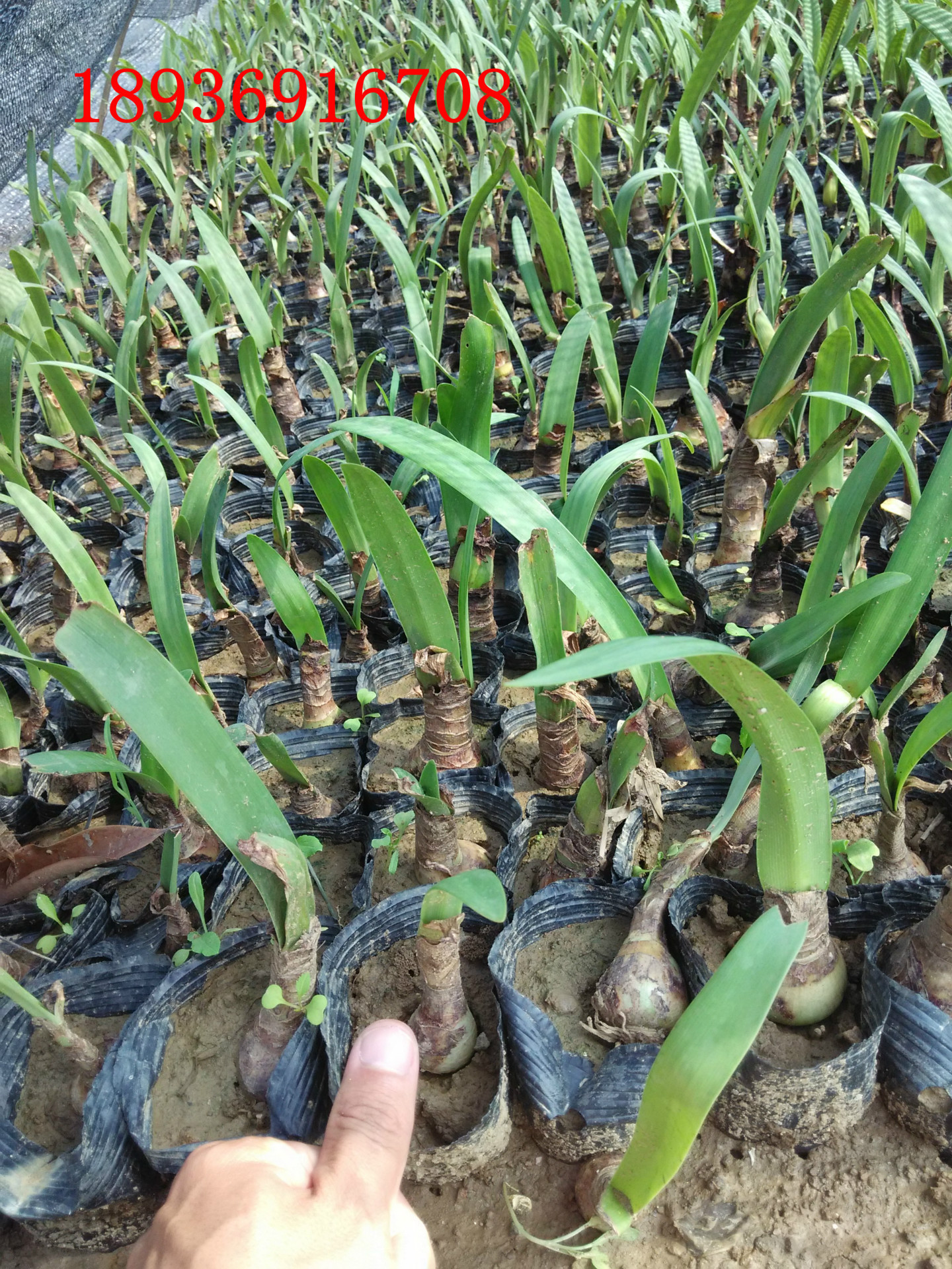 蜘蛛兰种球 美洲水鬼蕉 水鬼蕉 海水仙 螯蟹花 蜘蛛百合