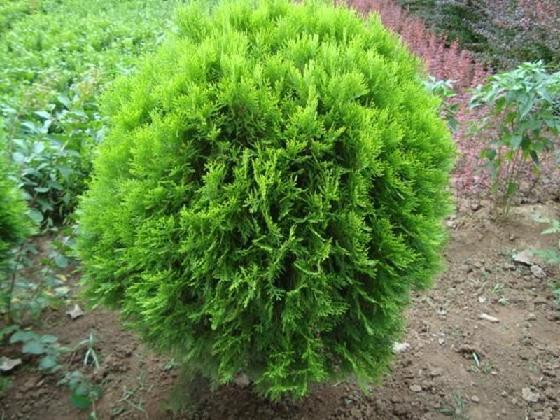 新采侧柏种子 塔柏种子 柏树种子 桧柏种子 洒金柏四季常青.