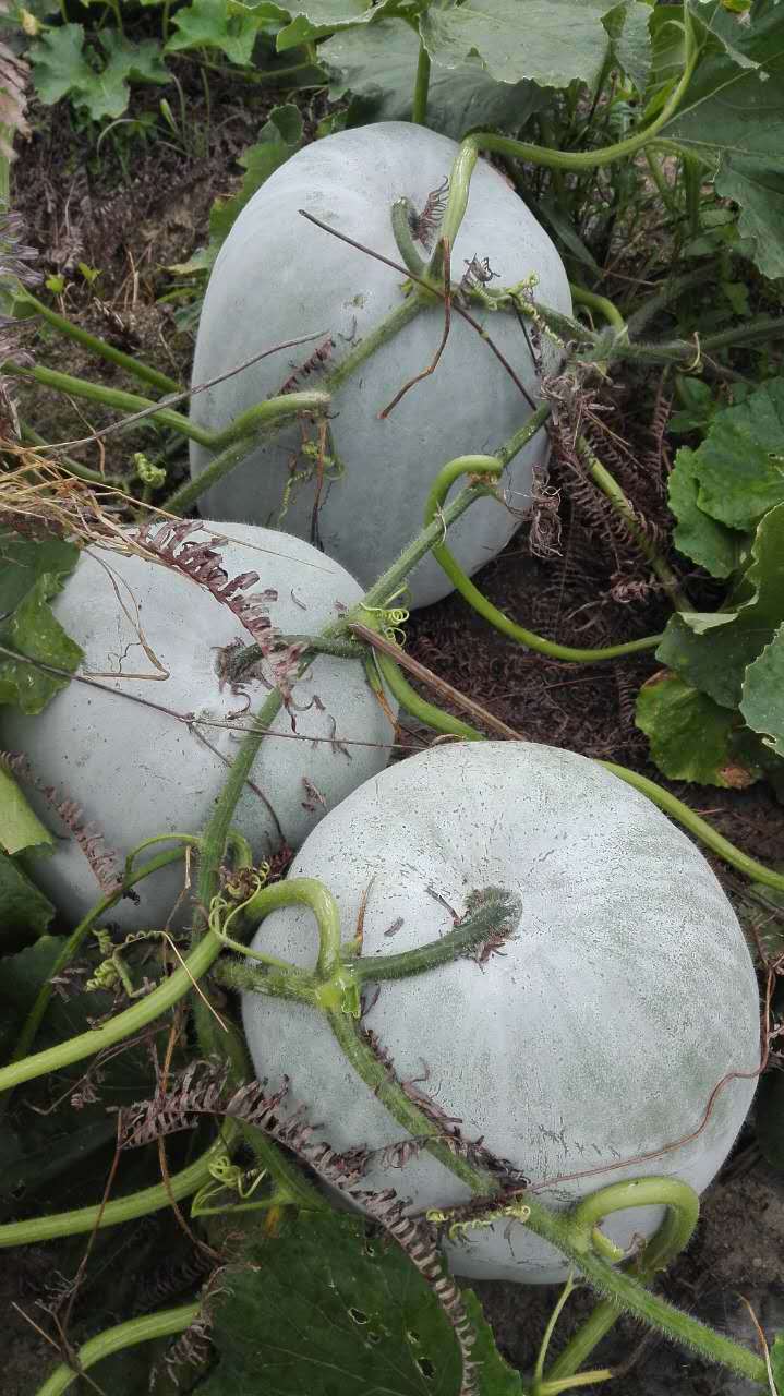 手指购批发冬香冬瓜100万斤绿色冬瓜农村货源绿色农产品甜冬瓜