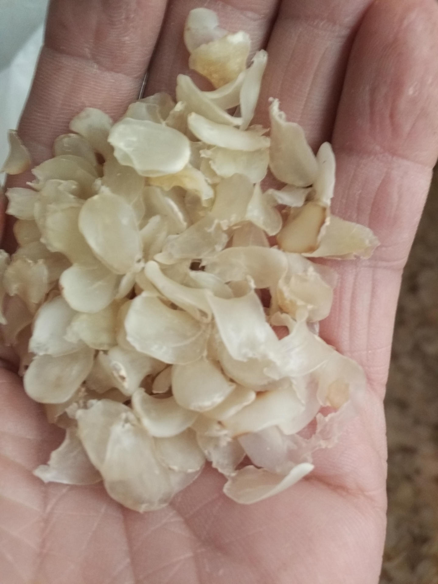 云南梁河单荚皂角米 薄片手剥晒干雪莲子500克一件代发