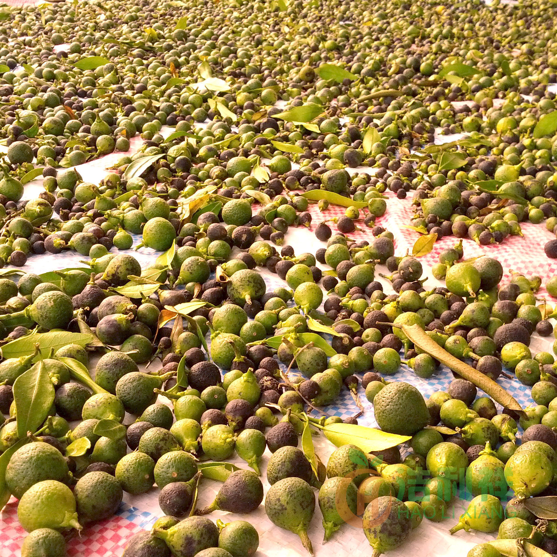 柑胎仔采摘时节