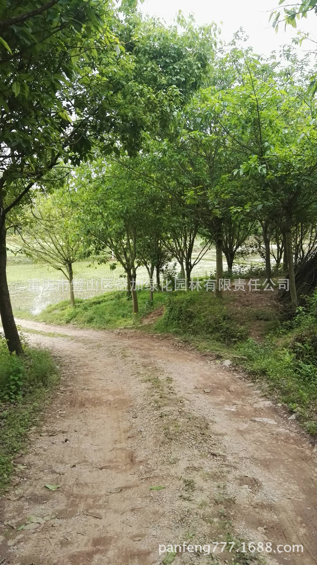 销售胸径3至20公分熟货黄葛树黄桷树黄角树