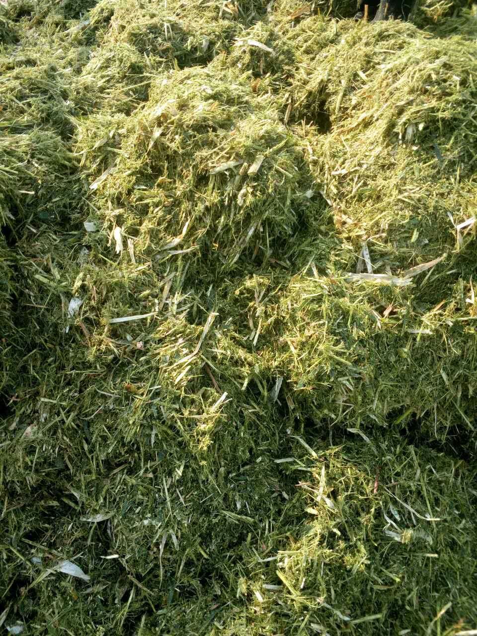 青储玉米秸秆牧草面包草食草动物饲料