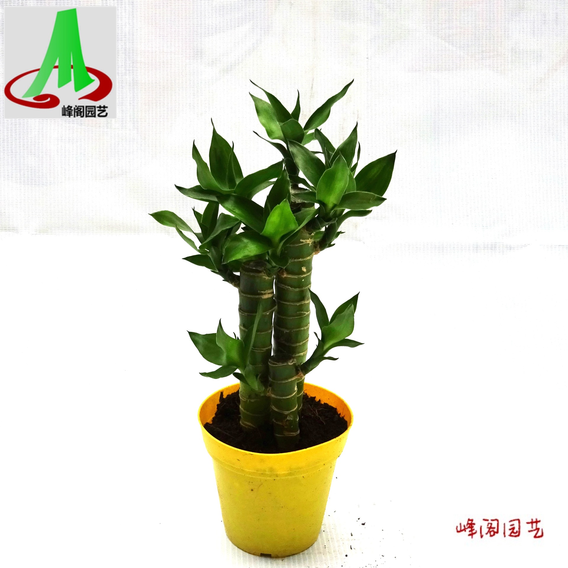 基地货源节节高室内盆栽盆景花卉植物小盆栽富贵竹 步步高高升