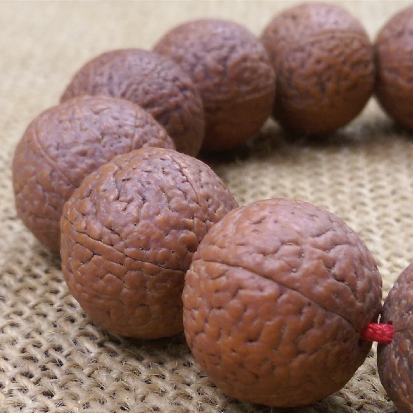 五瓣印尼大金刚菩提子 铁子红皮 爆肉 脑纹矮桩 无忧子龙鳞.