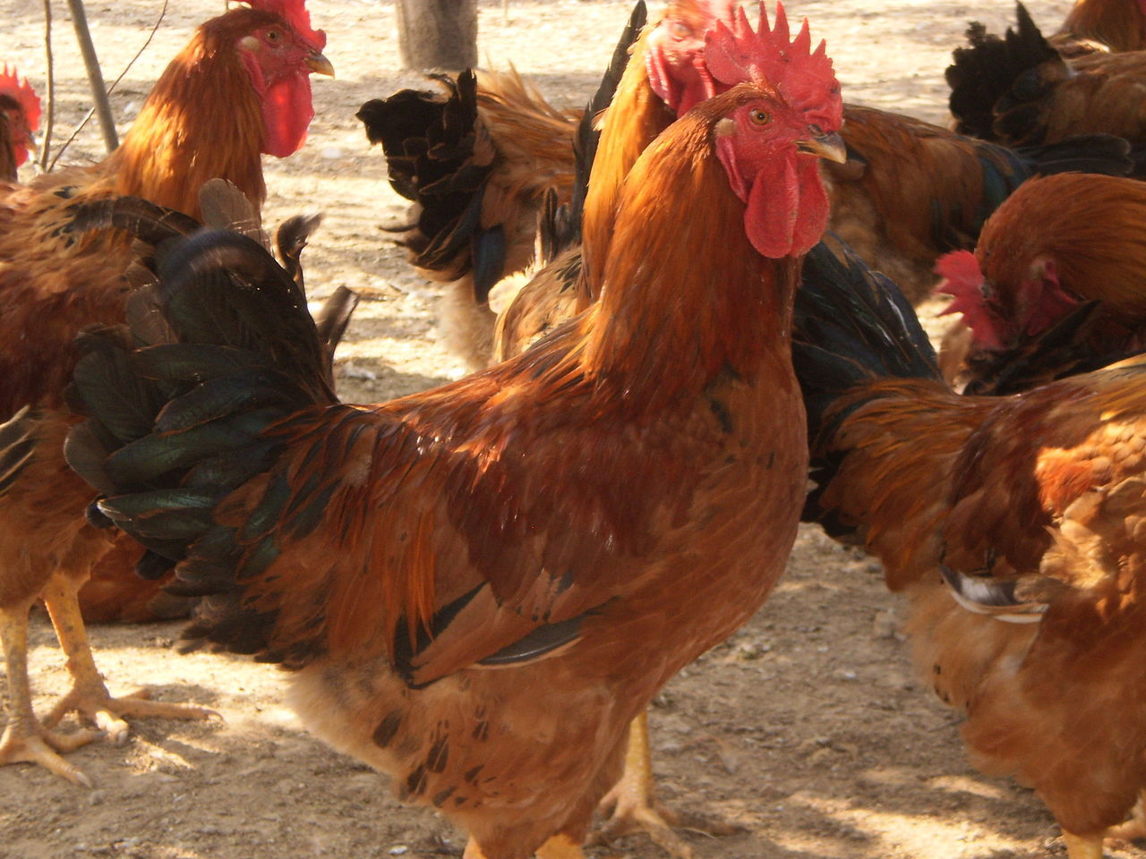 正宗农家散养土鸡老乌鸡营养月子鸡新鲜现杀土活鸡