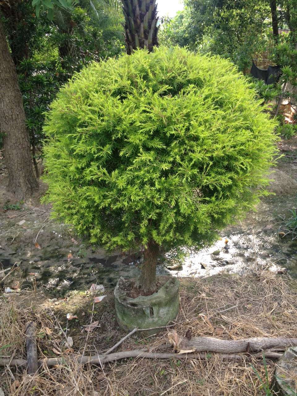 批发浙江千层金黄金宝树 供应行道树黄千层 精品高1米黄金香柳球