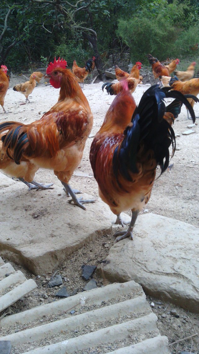 四川土鸡苗批发