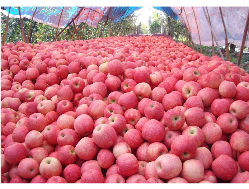 2016现摘农家果园现摘新鲜 正宗洛川红富士苹果 特价10斤