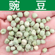 豌豆种子 麦豌豆 芽苗菜 豆荚种子 豆角 1件=1斤