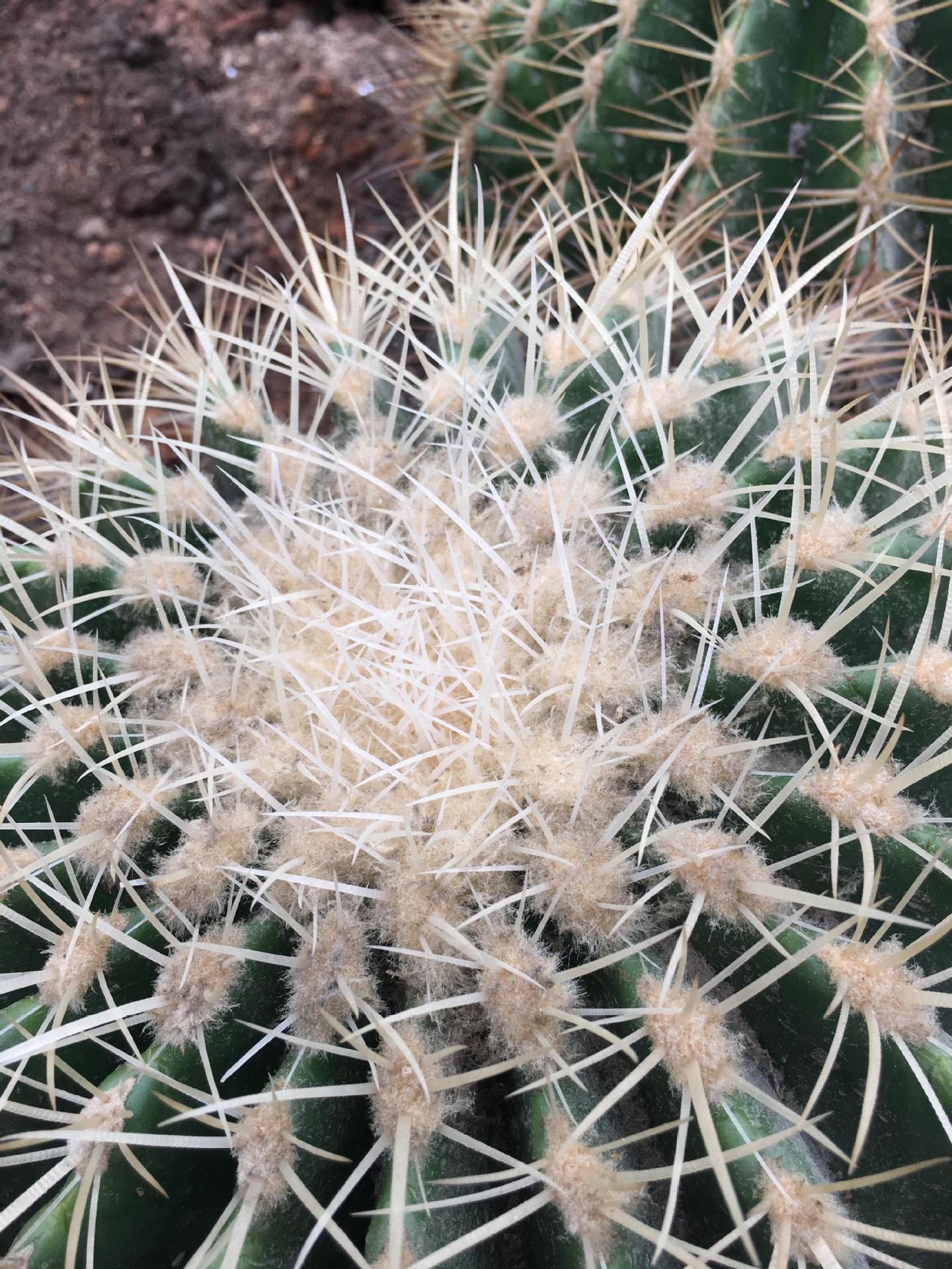 多头群生白刺金虎刺虎价格植物览布置 庭院别墅沙漠景观供应厂家