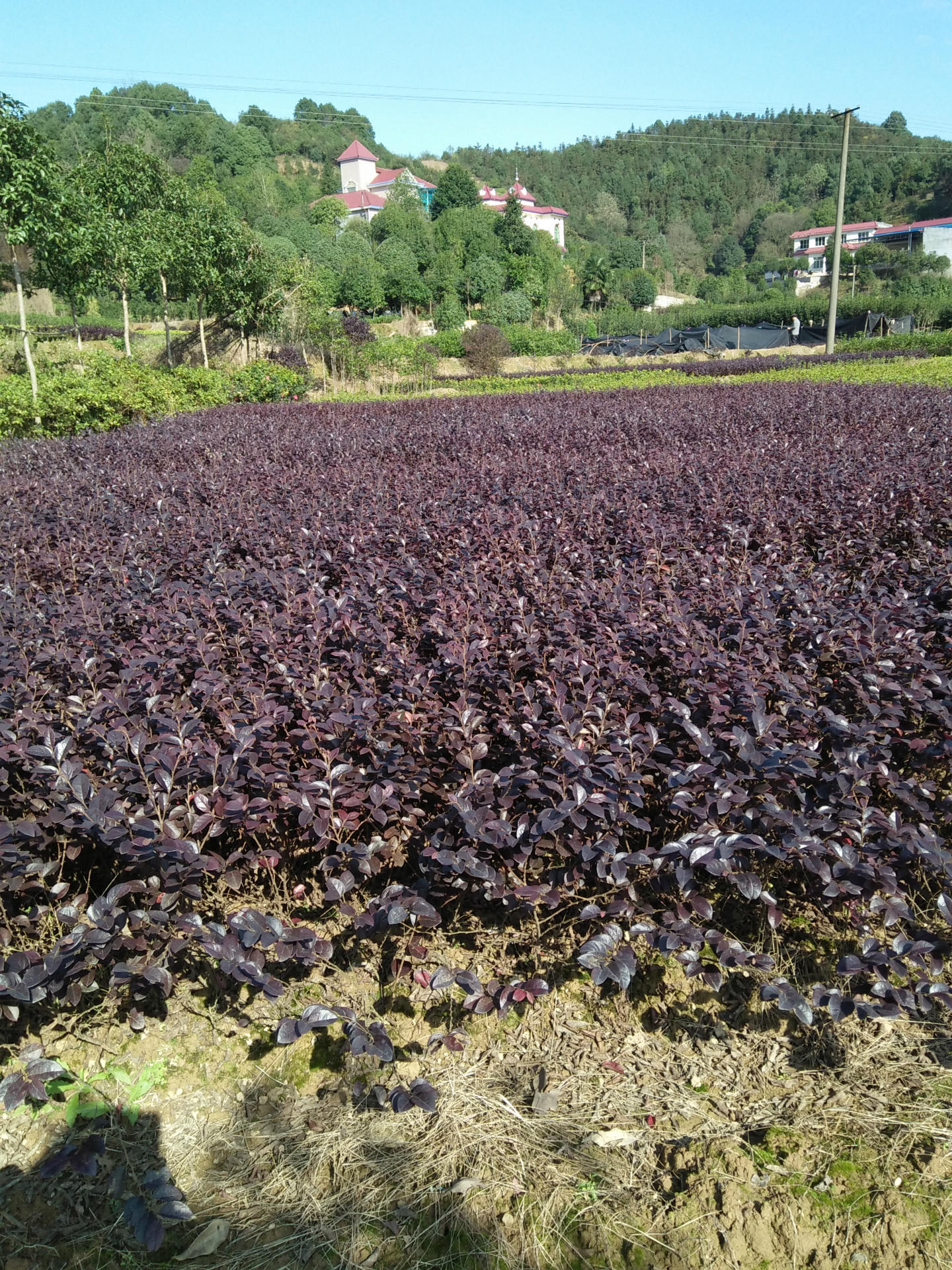 浏阳市柏加镇苗木基地图片