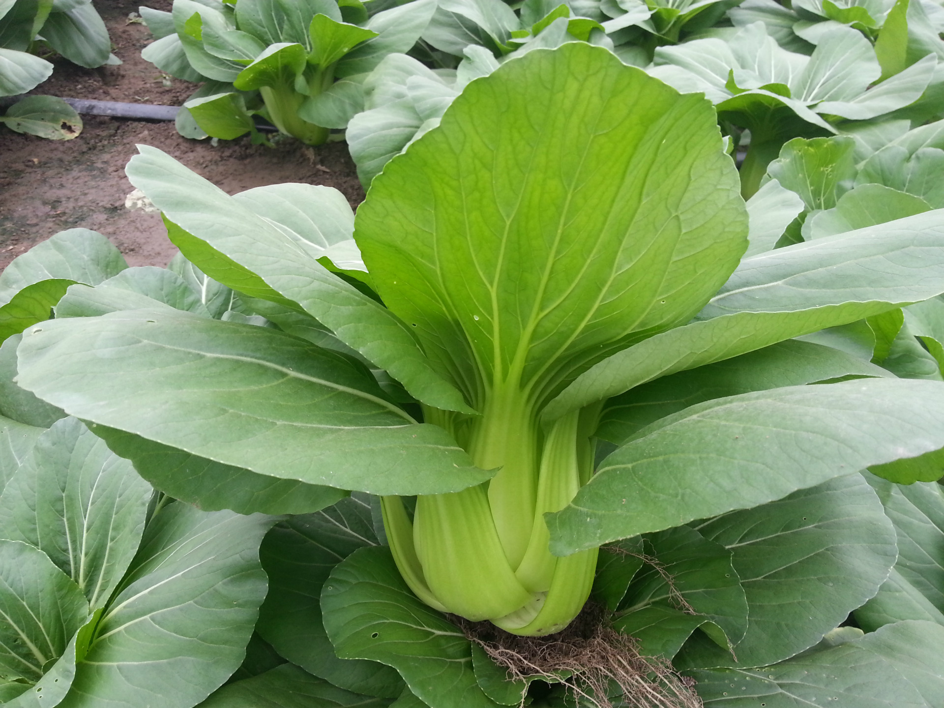 夏美青梗菜-耐热小白菜种子批发,高产青梗菜种子,良种菜种子