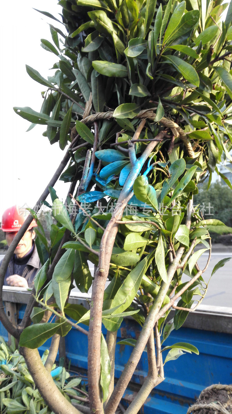 供应水晶杨梅树苗 6公分嫁接水晶杨梅苗 可盆栽地栽果树苗