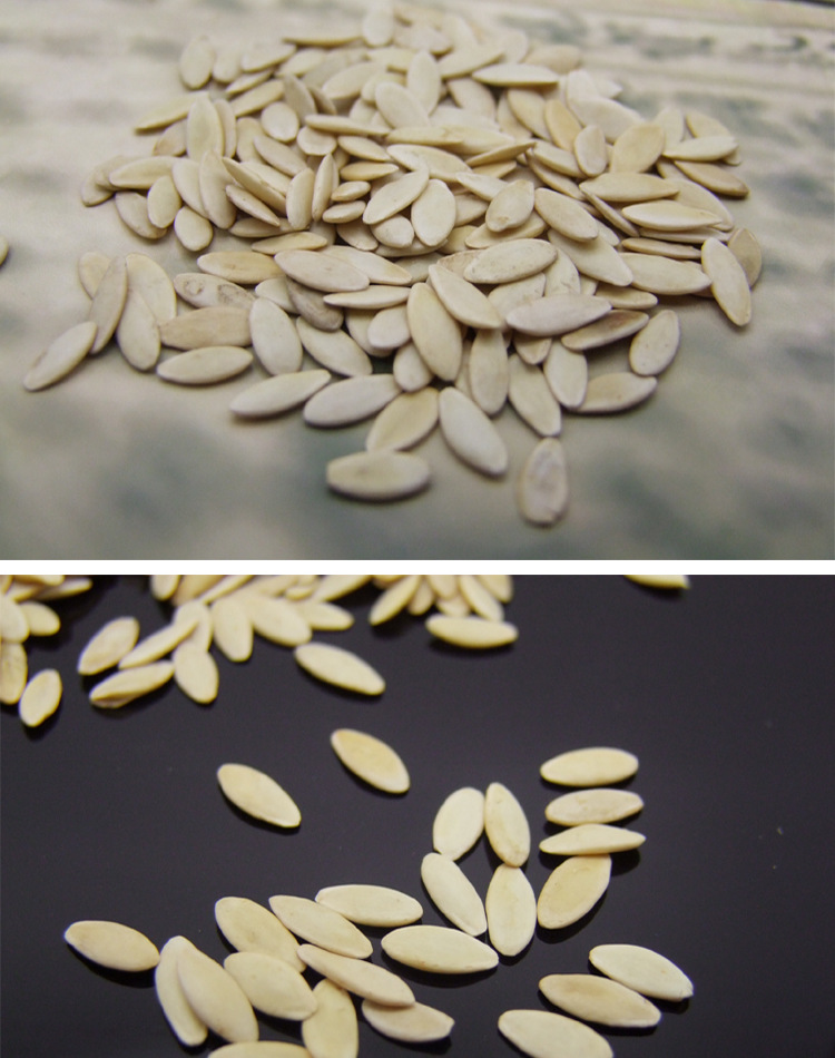 供应东北黄瓜籽 长白山黄瓜种子可免费打粉可种植出芽率高