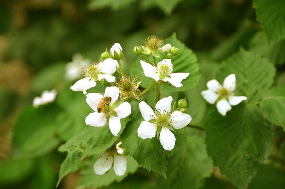 邀您共赏"莓花一现"