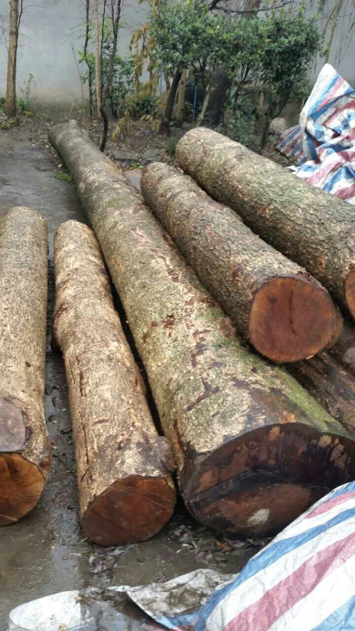 批发 小叶桢楠阴沉木原木料 金丝楠乌木一等木材