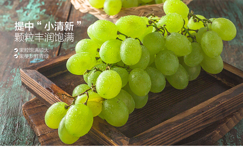 青提葡萄青提子维多利亚青提微商代理一件代发限北京地区