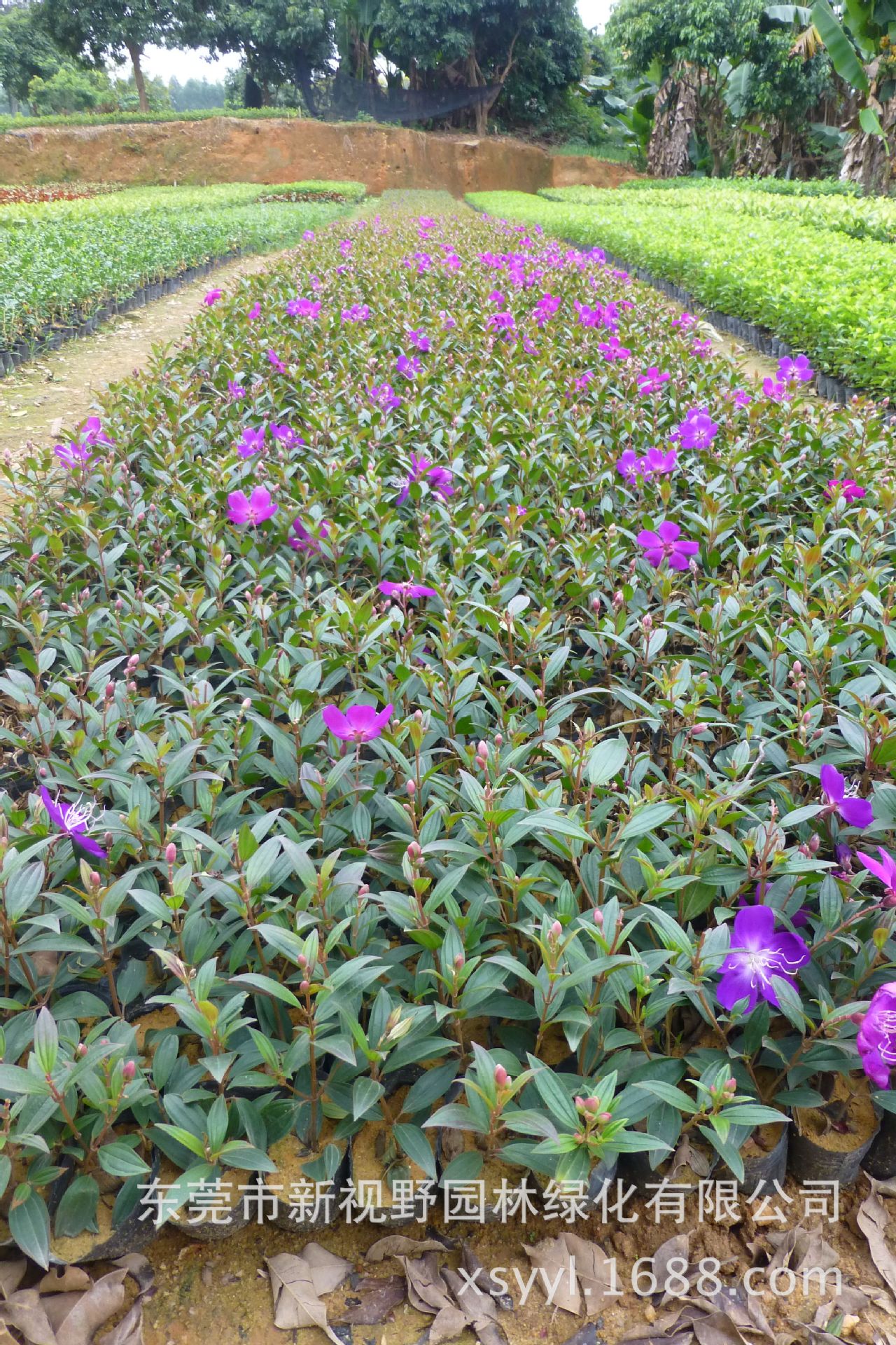 30-40公分高巴西紫牡丹巴西野牡丹紫花野牡丹艳紫野牡苗全国发货