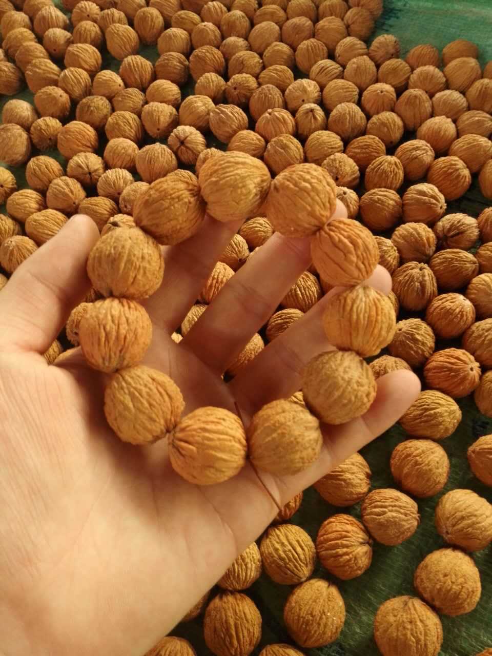 玉玲珑 原籽猴头菩提纹路