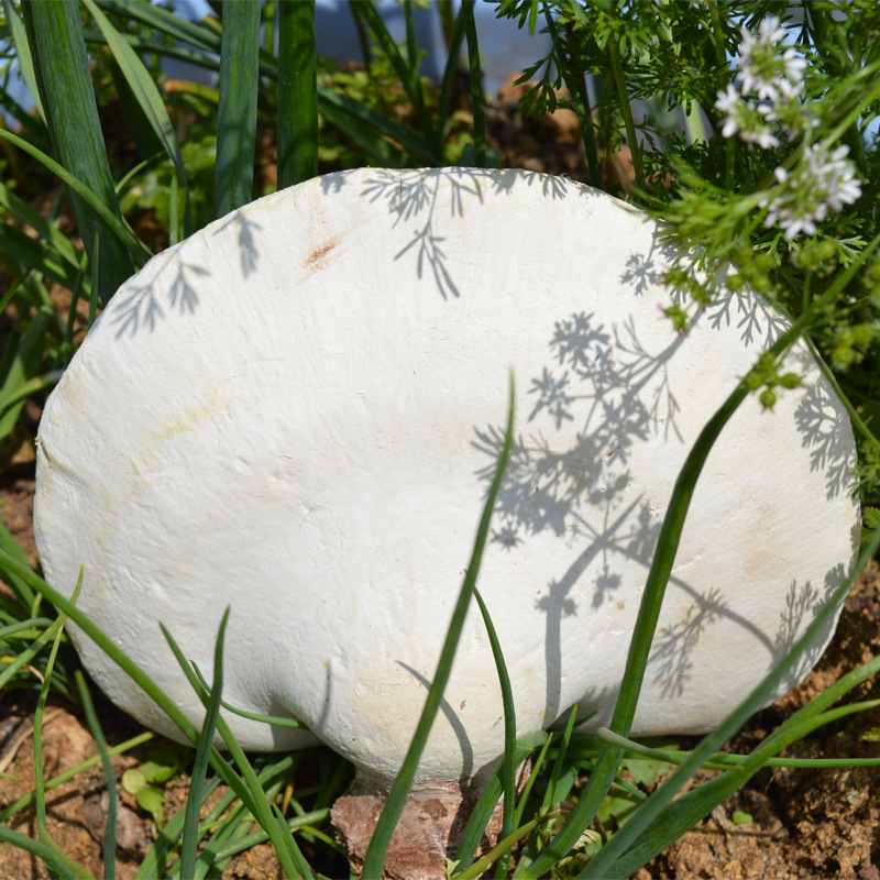 云南野生白灵芝