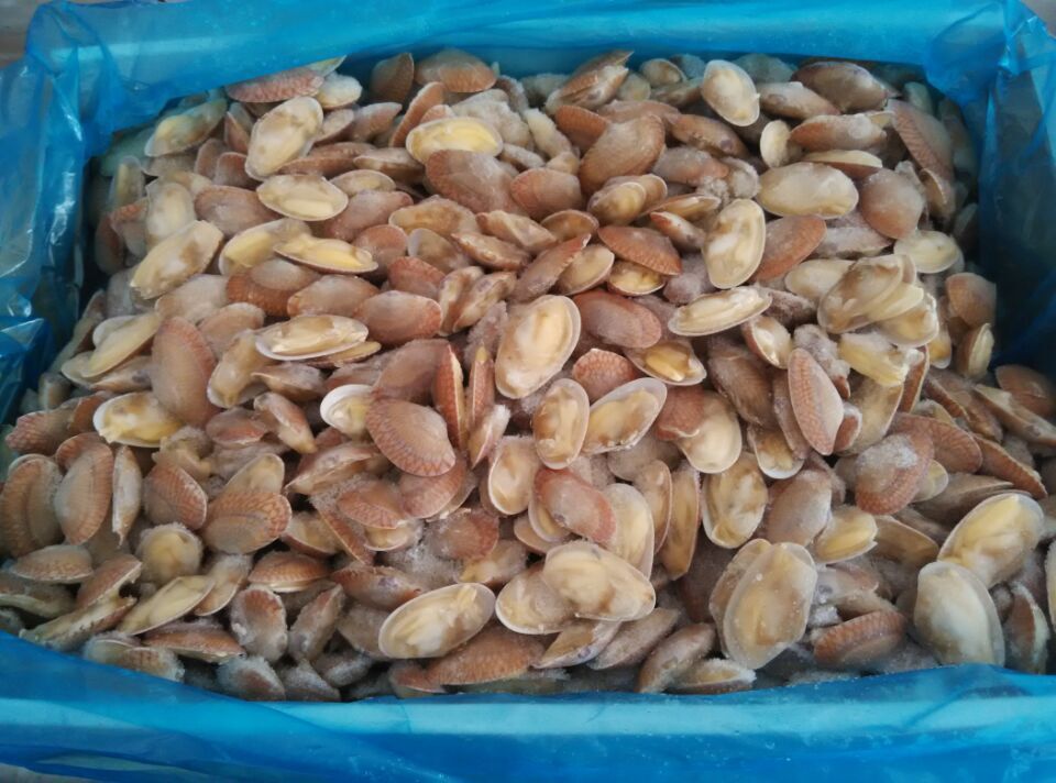 冷冻海鲜花蛤花甲半壳花甲火锅自助餐酒店专用食材量大从优