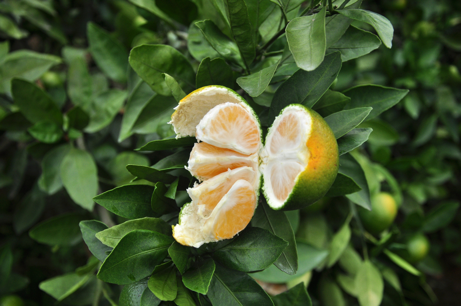 湖南江永回峰蜜桔寻乌蜜桔新鲜水果青皮桔子蜜橘子5斤采源宝货.