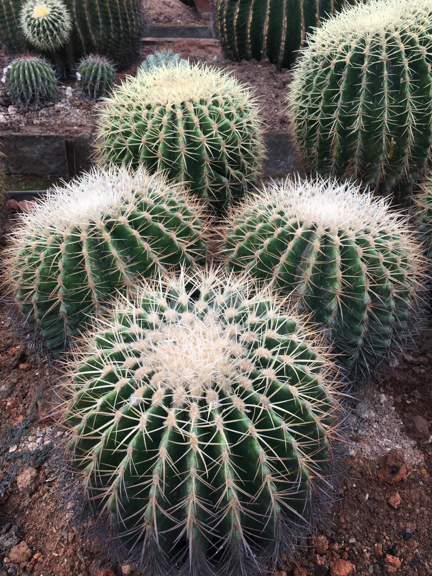 多头群生白刺金虎刺虎价格植物览布置 庭院别墅沙漠景观供应厂家