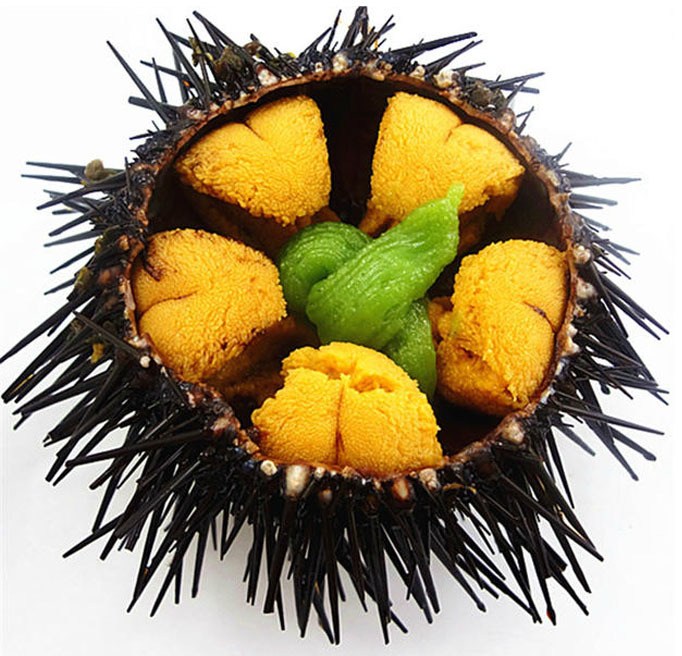 【大渔场】大连鲜活紫海胆 2-3只/斤 满黄 新鲜刺锅子 按斤采购