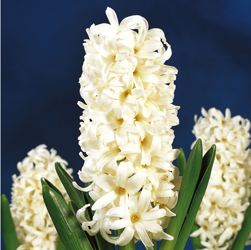 批发荷兰进口风信子种球盆栽 风信子多色大球 水培土培花卉植物