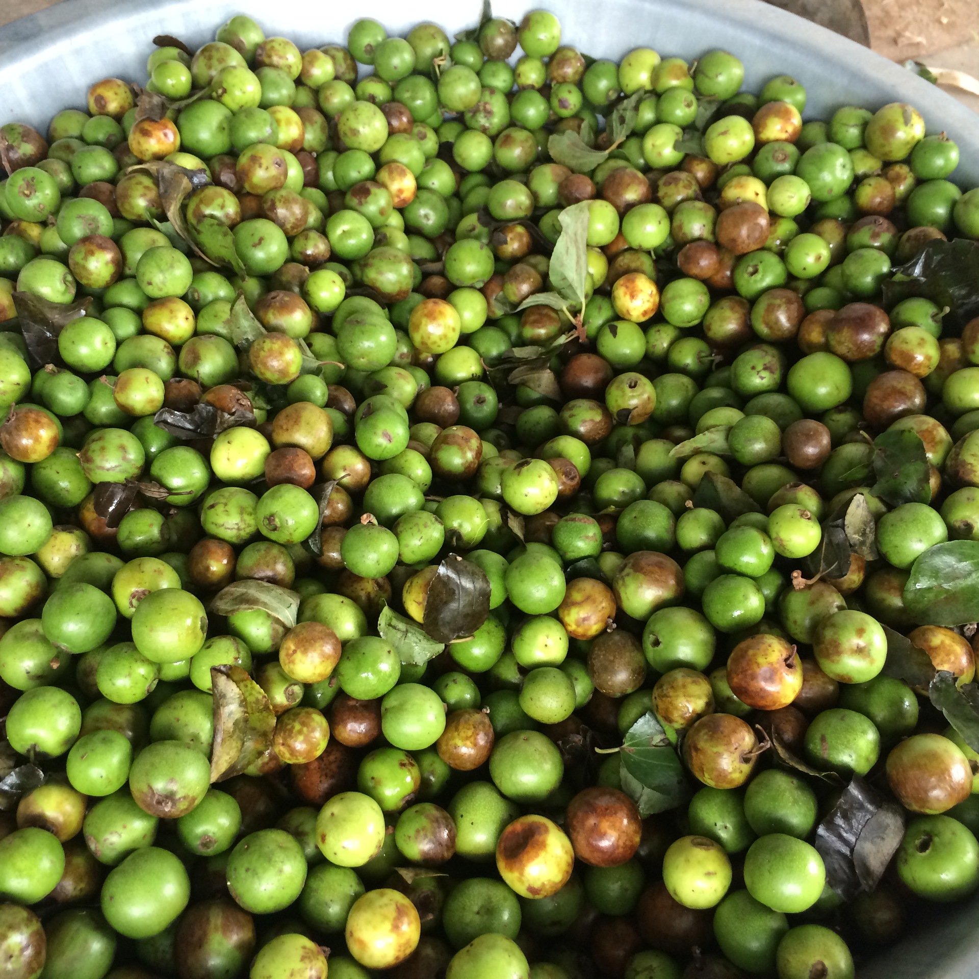 青皮凤眼菩提 带皮凤眼 凤眼原果