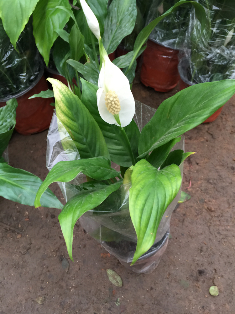 高档盆栽花卉植物 红掌白掌粉掌 带花开花 吸甲醛净化空气 - 苗木批发