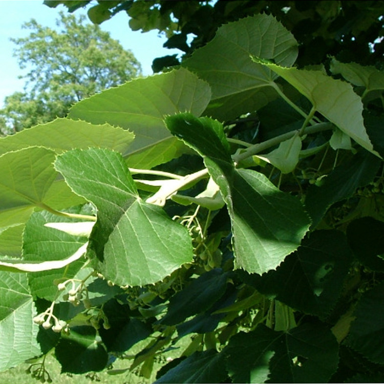 现货批发 椴树银毛椴-色丁影银椴 道行绿化苗木优质树种