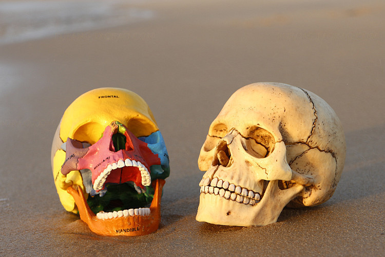 4d master 头骨教学模型 原色彩色荧光头骨 医学教具模型批发