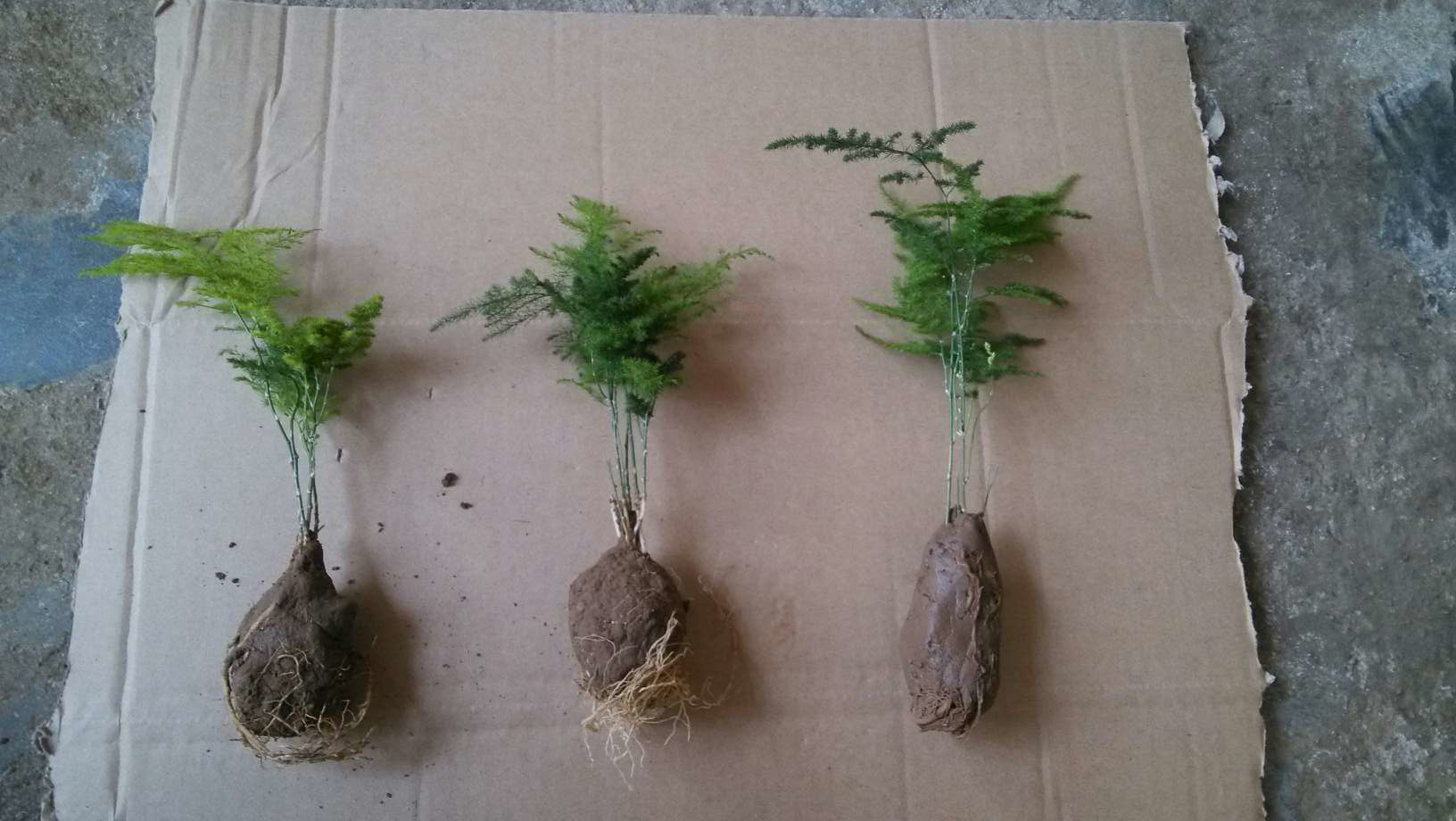 批发基地直销进化空气 文竹盆栽 文竹小苗 防辐射文竹盆景植物