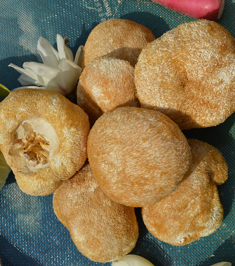 厂家直销菌益猴头菇 福建古田特产干货深山农家猴头无硫批发