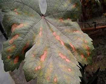 葡萄缺钾症_副本