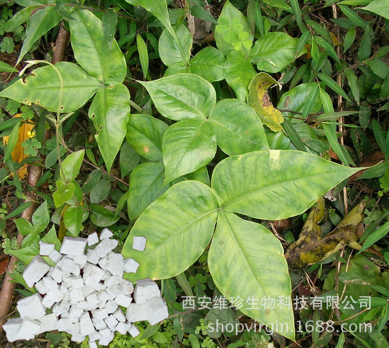 厂家供应茯苓提取物茯苓多糖30多种规格量大价优