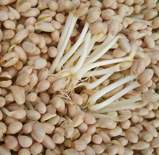 全自动商用花生芽机 高产量自动淋水花生芽机 豆芽机芽苗机厂家