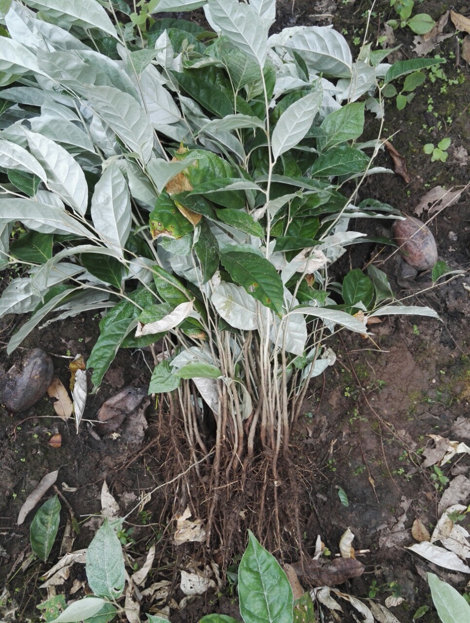 羊奶果苗实生苗可嫁接甜的 龙枣梨枣羊奶枣盆栽枣苗 厂家基地直销