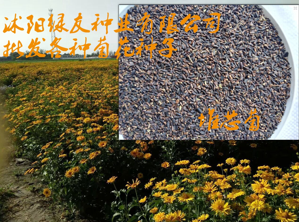 各种进口草花种子菊花种子黄金菊堆芯菊永生菊等特别