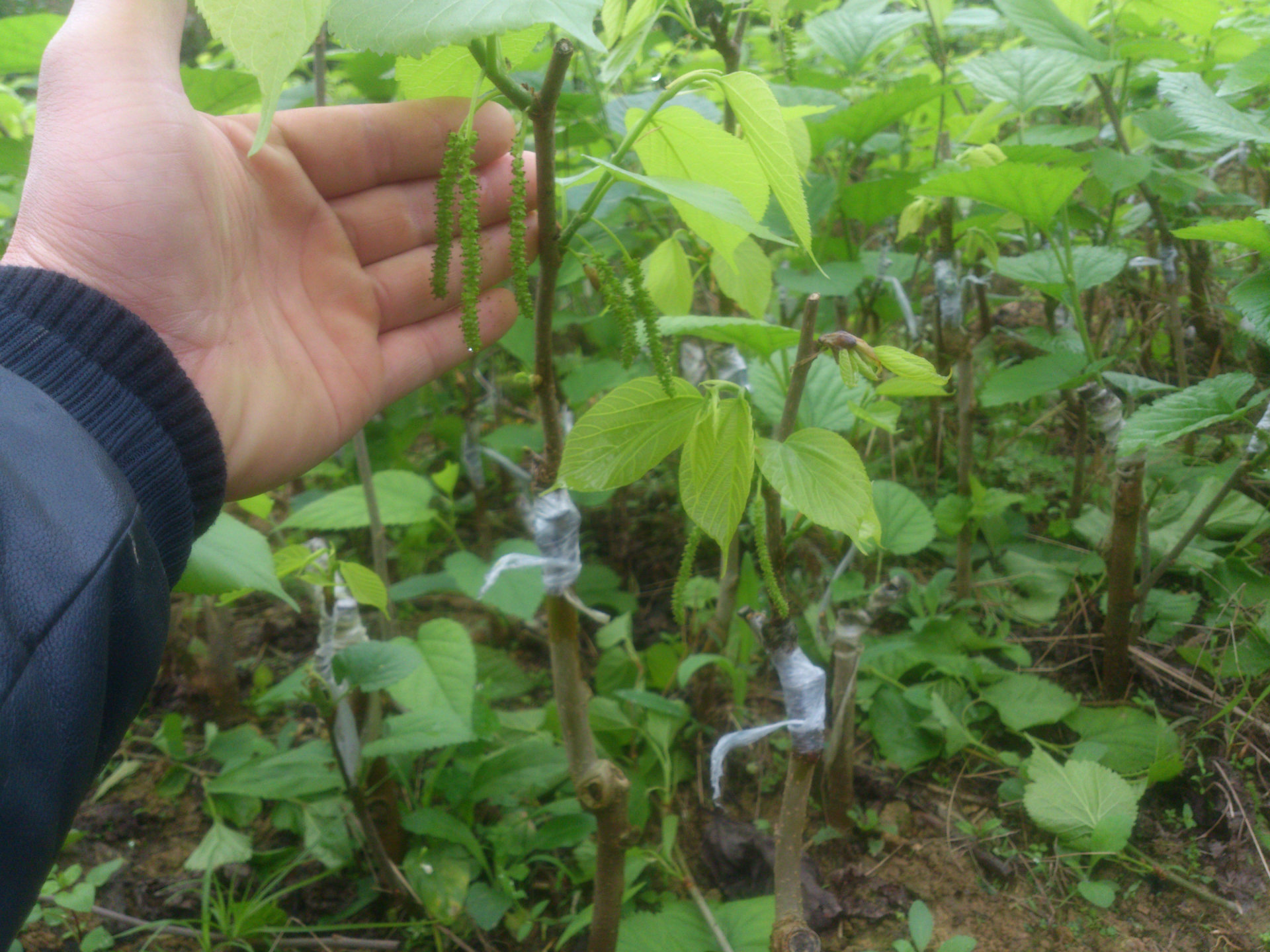 台湾长果桑果树苗 惠州永发果苗 长果桑果树苗 桑葚果树苗 果桑树