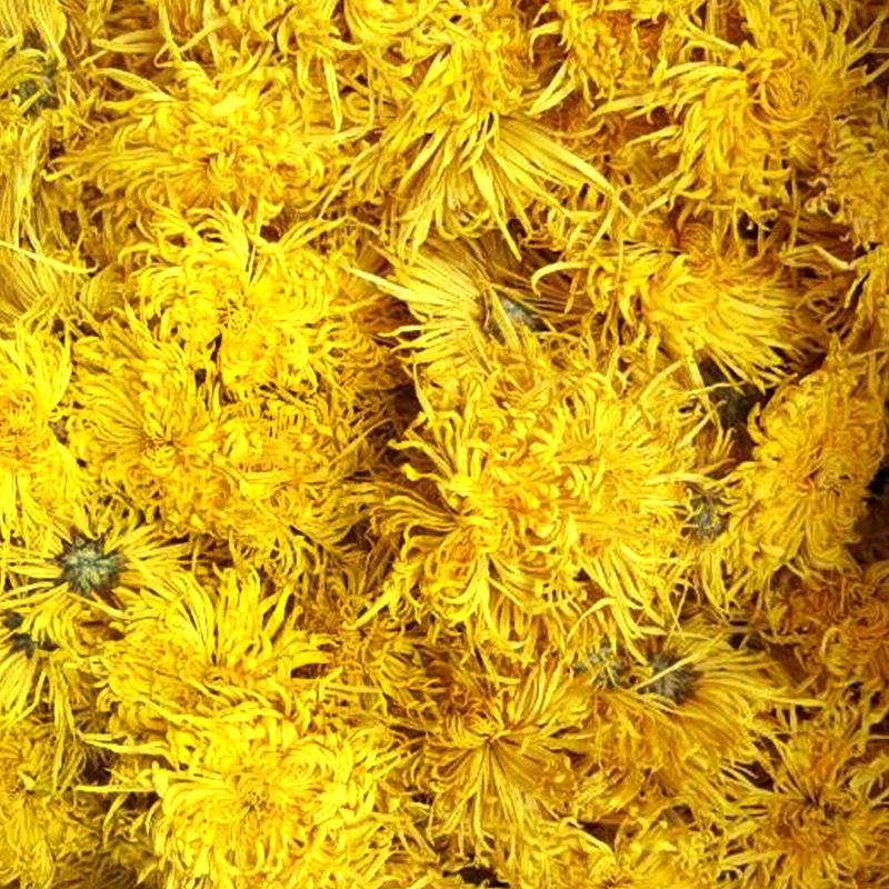 金丝皇菊 散装大朵修水皇菊头采散花上市 干黄菊花