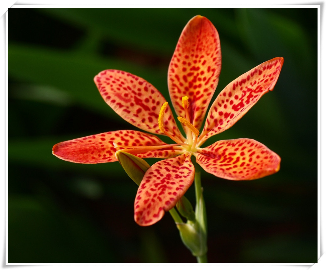 昌岳供应 射干提取物10:1西安昌岳植物化工有限公司