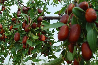 批发新疆若羌灰枣田枣果干杂粮 散装优质大红枣一件代发真空包装