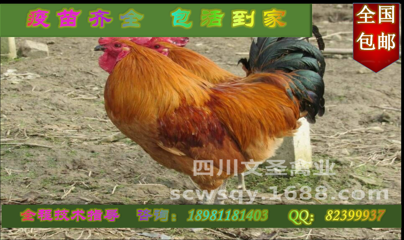 三台土鸡 梓潼绿壳蛋鸡  江油散养鸡   北川青脚土鸡   量大从优