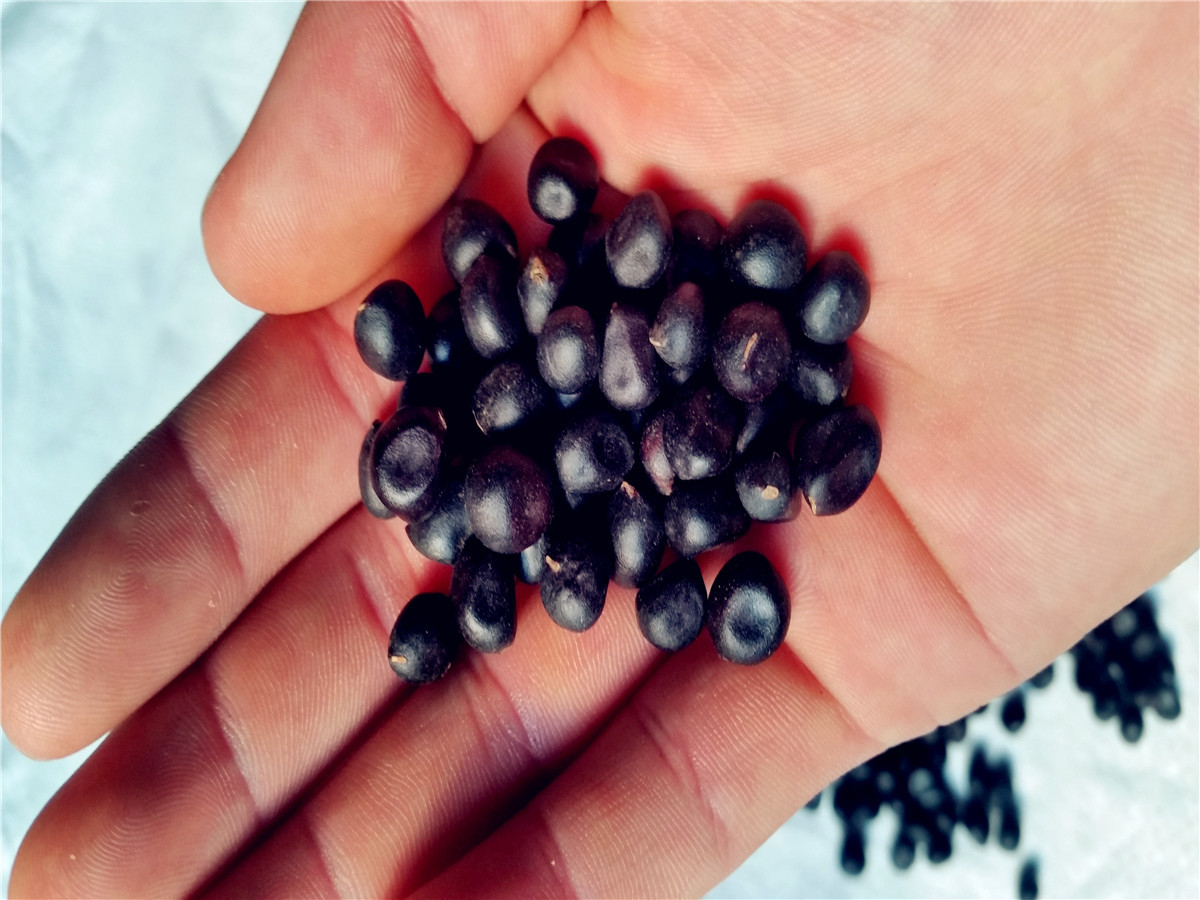 基地**油用牡丹种子 牡丹种子 油牡丹种子 榨油**油用牡.