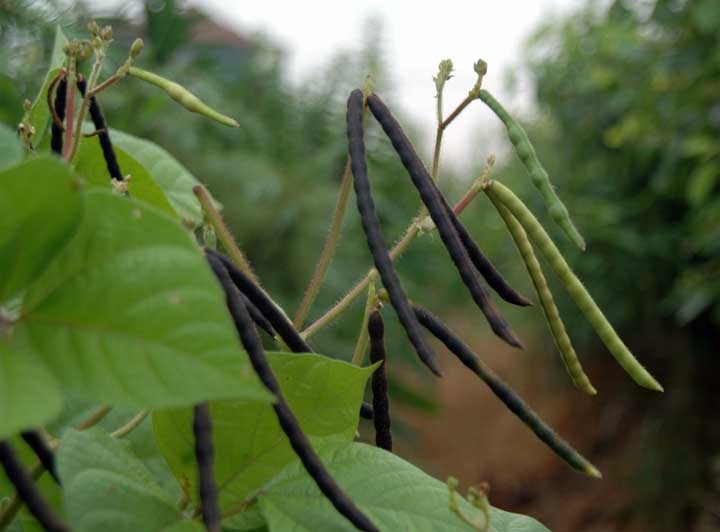 红豆图片 植株图片